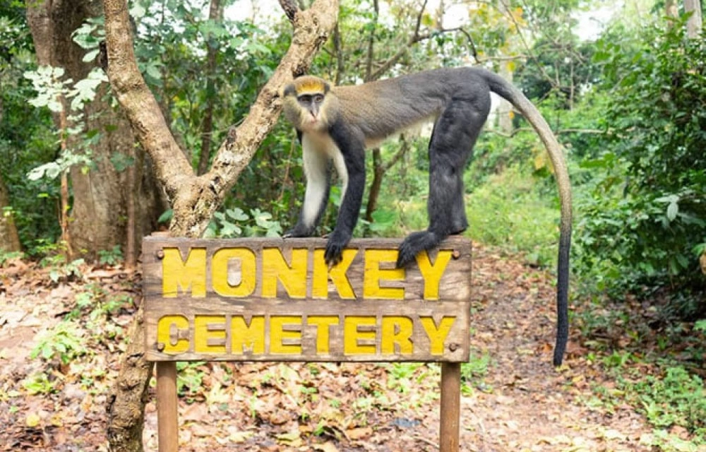 Boabeng-Fiema Monkey Sanctuary Techiman